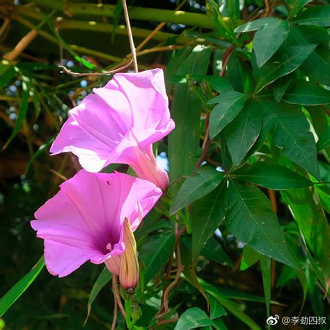 五爪金龍竹|五爪金龙（旋花科番薯属植物）